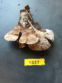 Fomitopsis cajanderi image