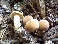 Image Associated With the Occurrence