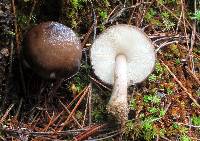 Pluteus atromarginatus image