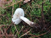 Thumbnail image of current specimen