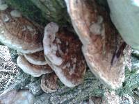 Trametes gibbosa image