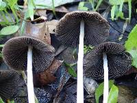 Parasola conopilea image