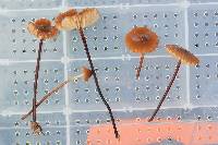 Marasmius siccus image