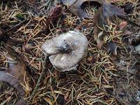 Tricholoma griseoviolaceum image
