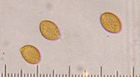 Gymnopilus penetrans image