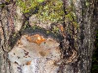 Phellinus igniarius image