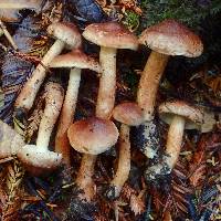 Tricholoma vaccinum image