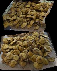 Suillus americanus image