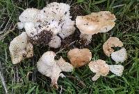 Hygrophorus roseobrunneus image