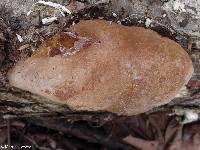 Fomitiporia robusta image