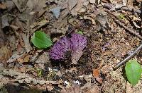 Clavaria zollingeri image