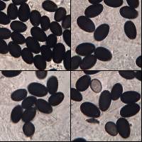 Coprinellus flocculosus image