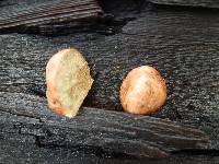 Rhizopogon occidentalis image