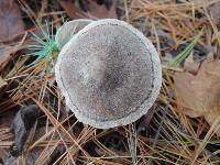 Tricholoma terreum image