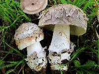 Amanita sect. Vaginatae image