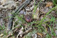 Russula vinacea image