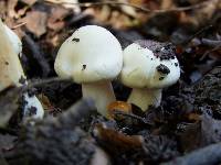 Hygrophorus eburneus image