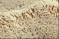 Trametes pubescens image