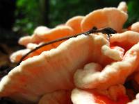 Laetiporus cincinnatus image