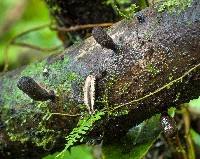 Xylaria schweinitzii image
