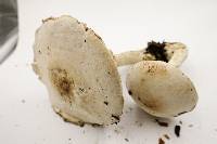 Agaricus hondensis image