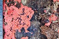 Thumbnail image of current specimen