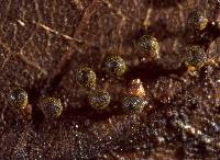 Craterium aureum (d2) image