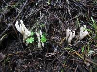 Clavulina rugosa image