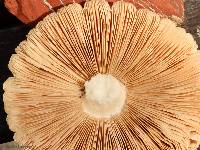 Pluteus petasatus image