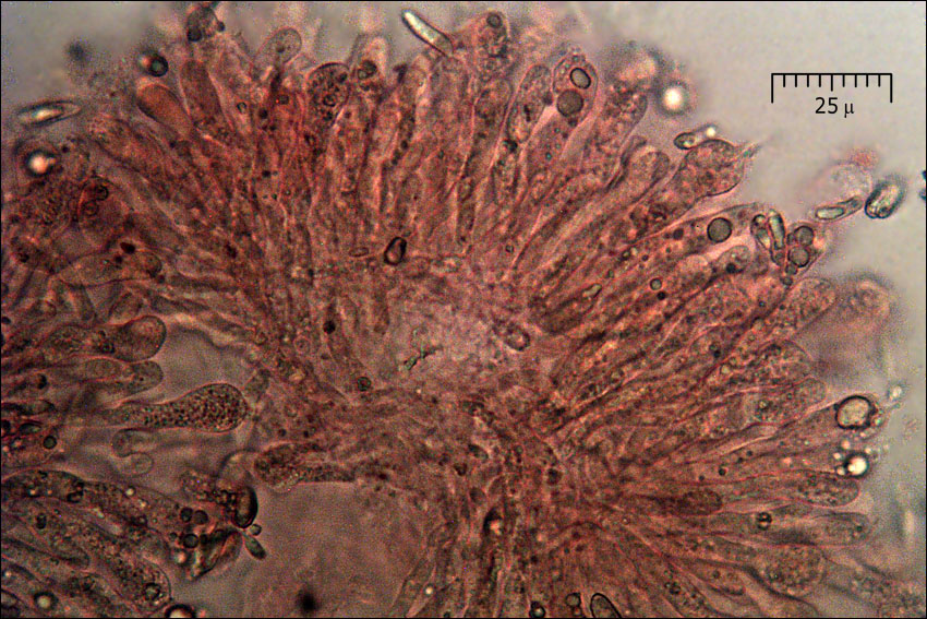 Ramaria longispora image
