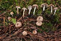 Psathyrella pennata image