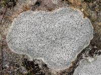 Diploschistes scruposus image