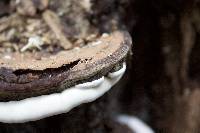 Ganoderma lobatum image