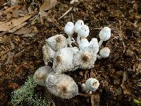 Leucocoprinus cepistipes image