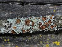 Myelochroa galbina image