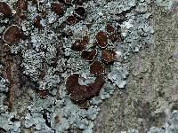 Myelochroa galbina image