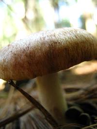 Lactarius vinaceorufescens image
