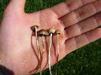 Panaeolus cinctulus image