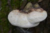 Fomitopsis ochracea image
