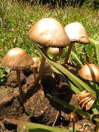 Image Associated With the Occurrence