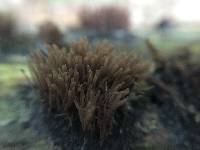 Stemonitis splendens image