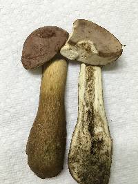 Tylopilus rubrobrunneus image