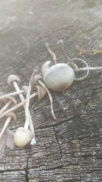 Panaeolus cinctulus image