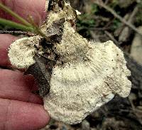 Trametes gibbosa image