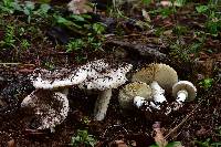 Amanita tuza image