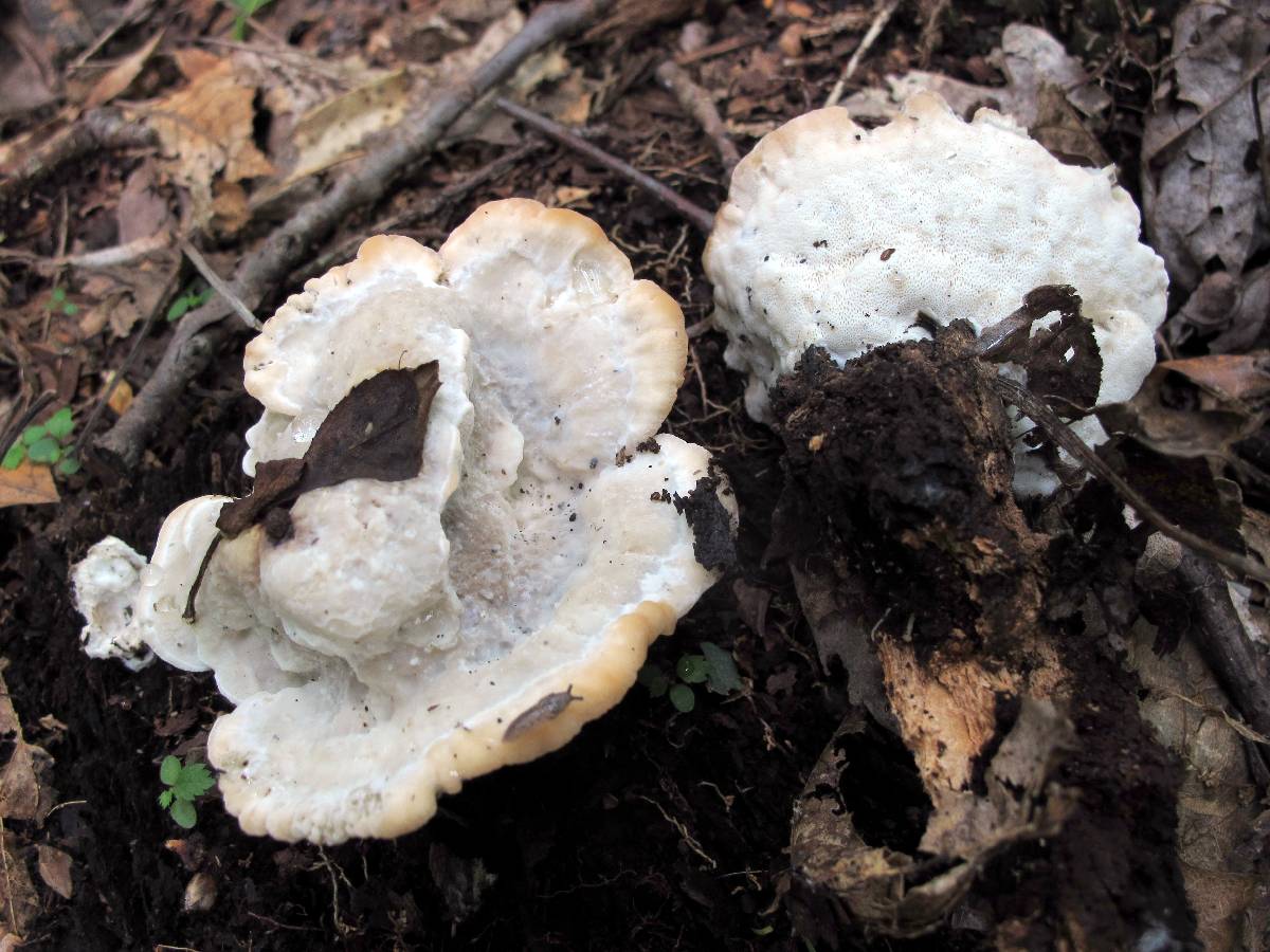 Niveoporofomes spraguei image