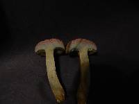 Boletus patrioticus image