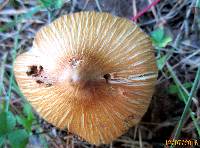 Thumbnail image of current specimen