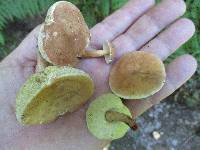 Gyroporus castaneus image