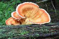 Laetiporus cincinnatus image